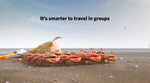 It's smarter to travel in groups